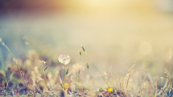 Размытый фон