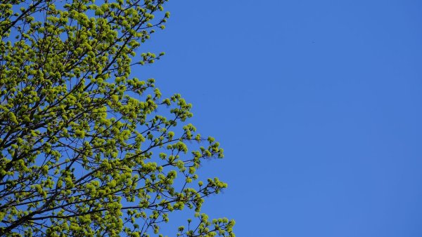 Зелень цветы