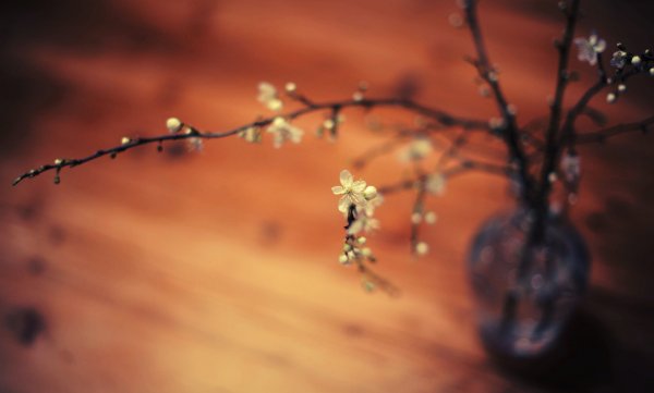 Цветы Минимализм