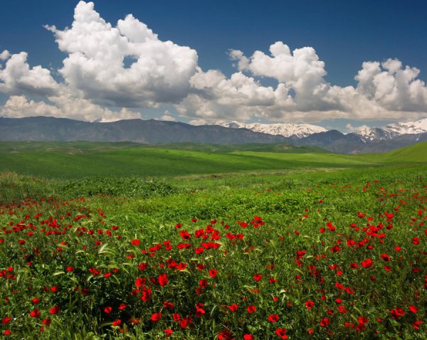 Альпийские Луга Таджикистана