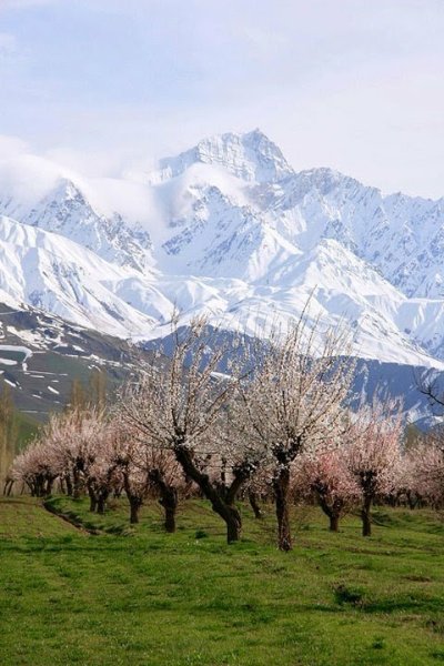 Альпийские Луга Таджикистана