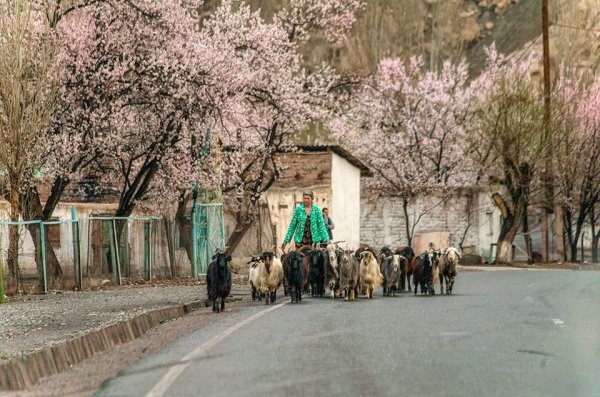 Растения Ботанический сад Душанбе