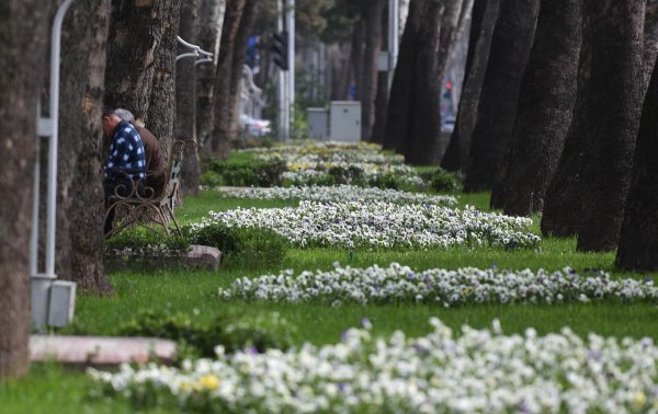 Растительный мир Таджикистана