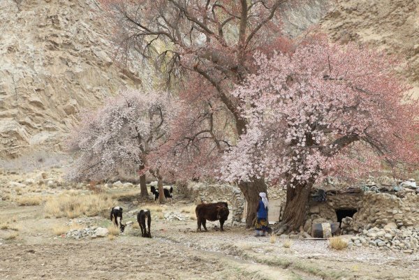 Маковые поля в Таджикистане