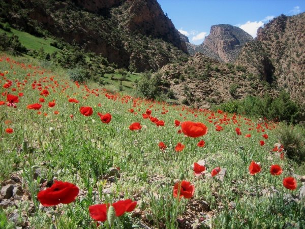 Табиати Душанбе