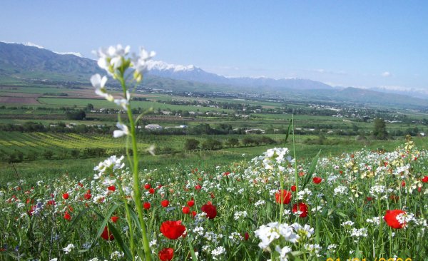 Горный ручей Узбекистан