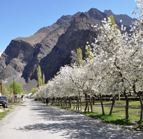 Чимганские горы Узбекистан тюльпаны