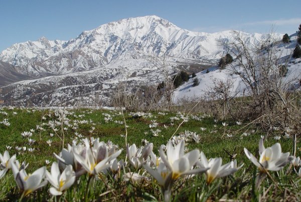 Чимган тюльпаны