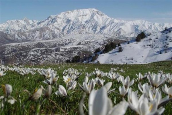 Сайри Гули Лола