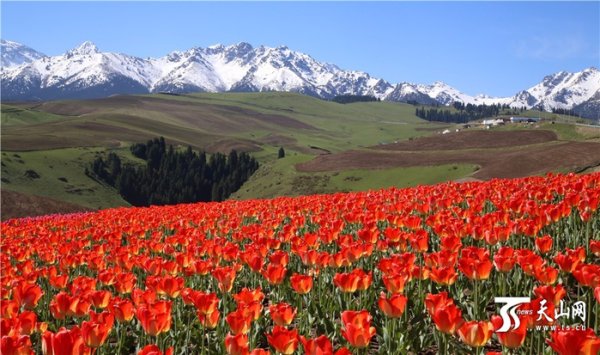 Национальные парки Нанда-Деви и «Долина цветов»