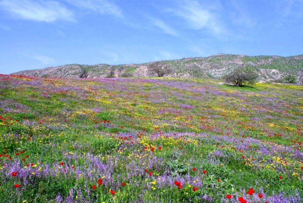 Сайри Гули Лола Душанбе