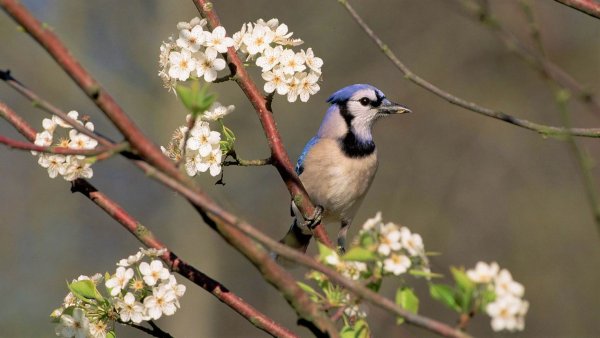 Птица на ветке