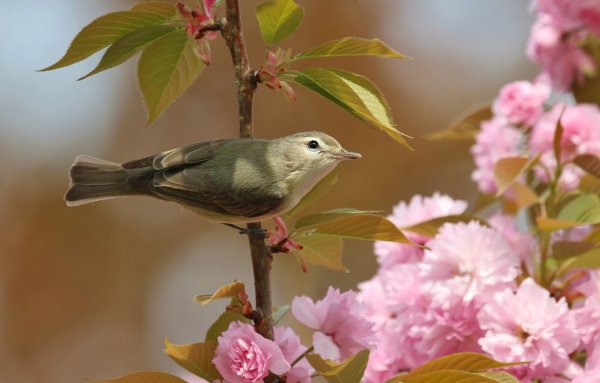 Лазурный овсянковый Кардинал