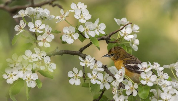 Весенние птички