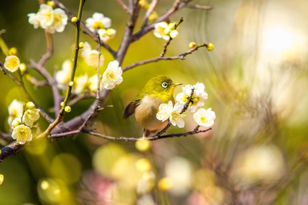 Красивые птицы