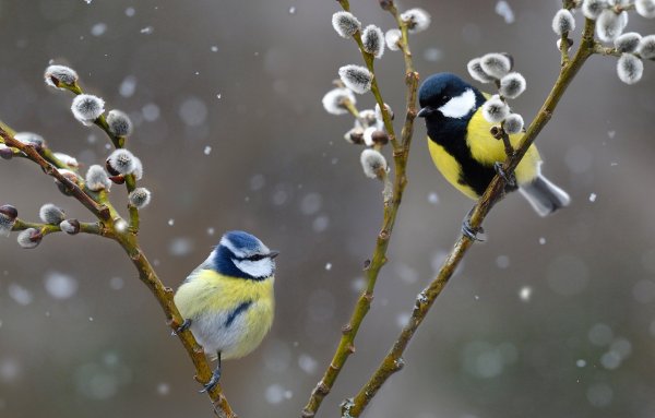 Природа птицы