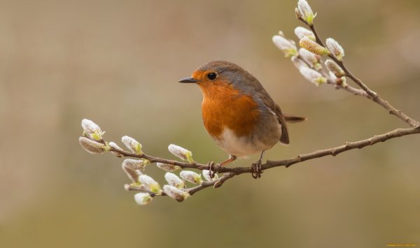 Весна птицы