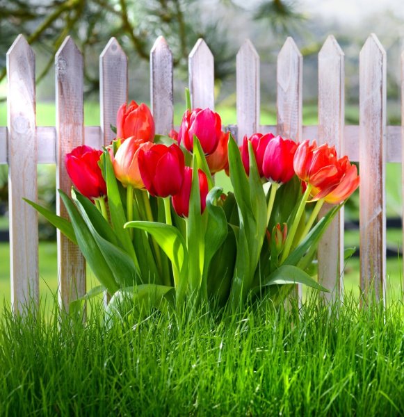 Тюльпан Серенити