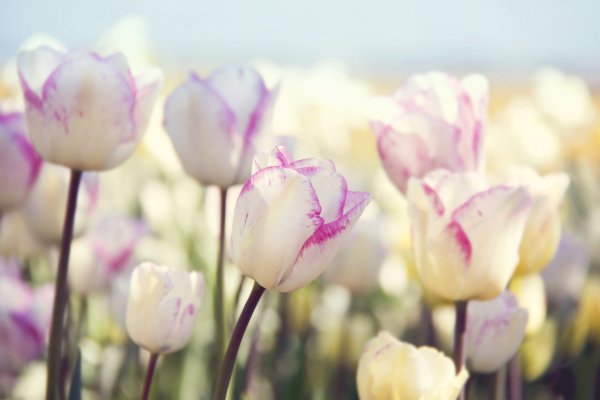 Фловерс Flowers цветы тюльпаны