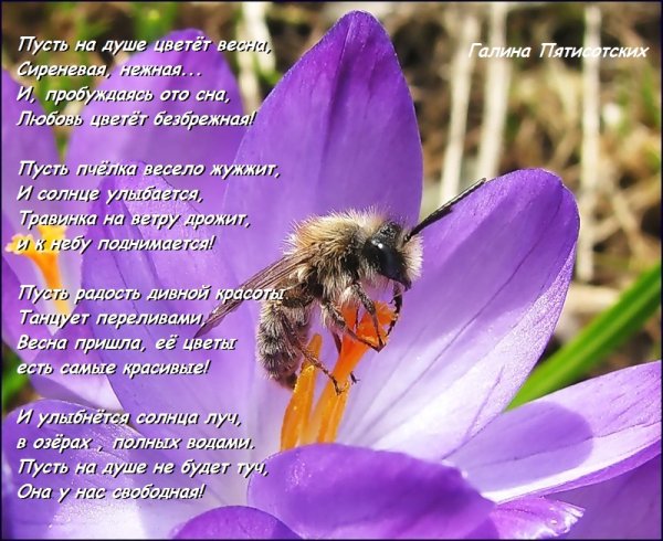 Красивое стихотворение про сирень