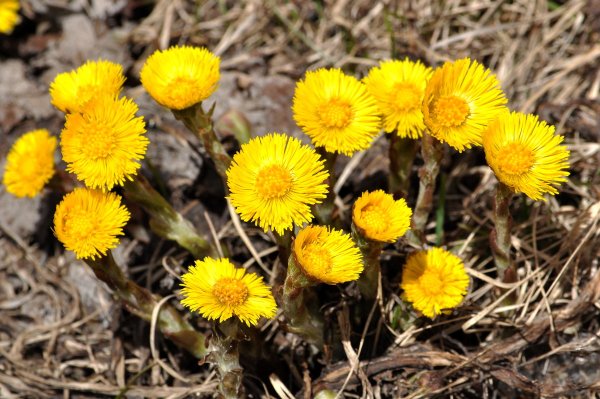 Мать и мачеха цветок