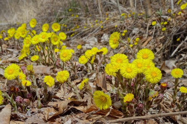 Мать и мачеха цветок