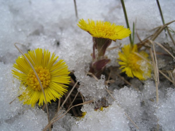 Первоцветы мать-и-мачеха