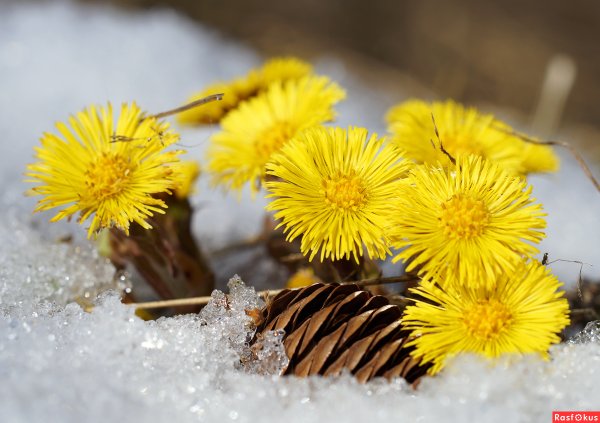 Мать и мачеха весной