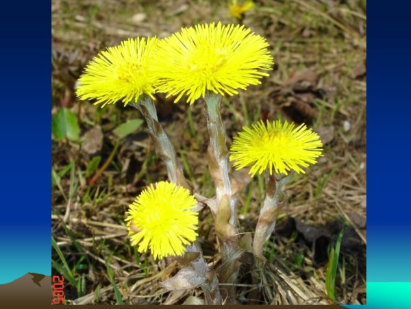 Мать-и-мачеха (мать-и-мачеха)