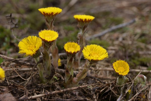 Мать и мачеха растение