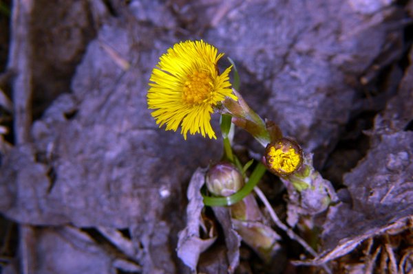 Полевые цветы мать и мачеха