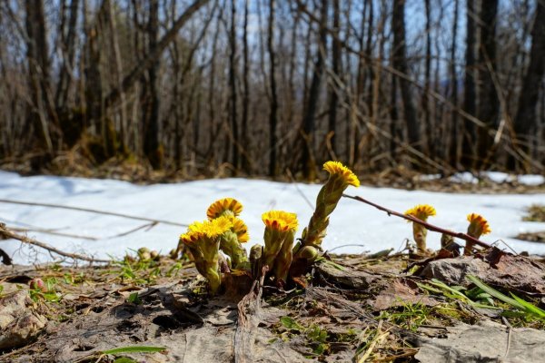 Ранняя Весна мать и мачеха
