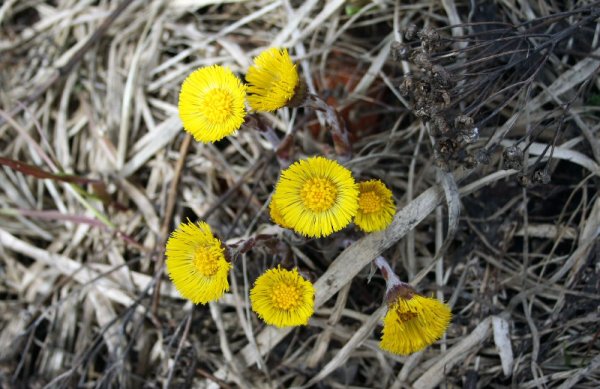 Мать и мачеха зацвела