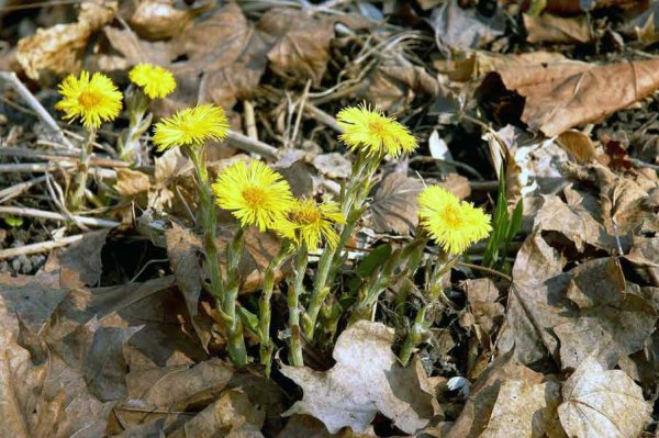 Одуванчик мать-и-мачеха. Первоцвета