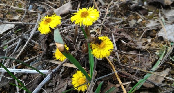 Весна первоцветы мать мачеха