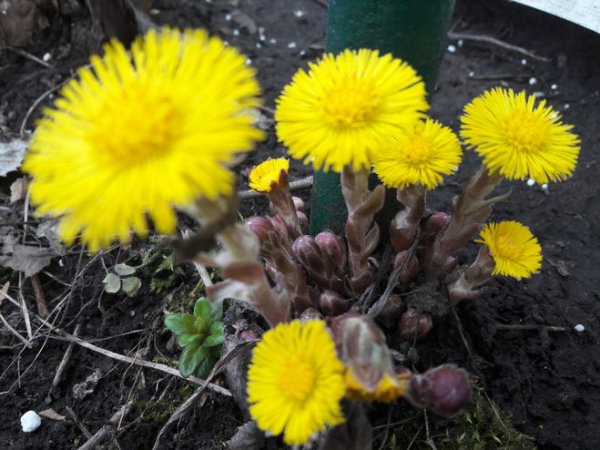Одуванчик мать-и-мачеха. Первоцвета