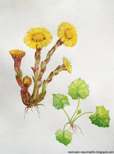 Мать и мачеха липа