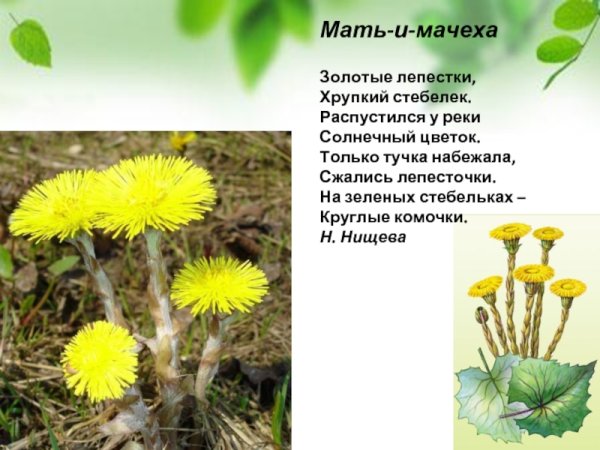 Мать и мачеха снизу