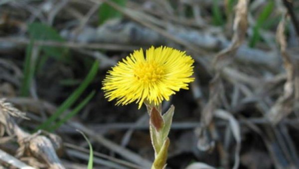 Лекарственные растения Кузбасса мать и мачеха