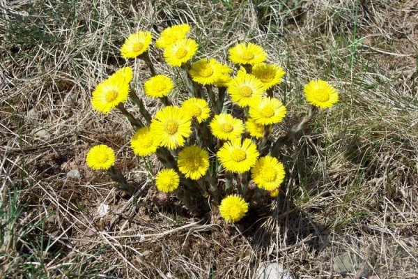 Одуванчик мать-и-мачеха. Первоцвета