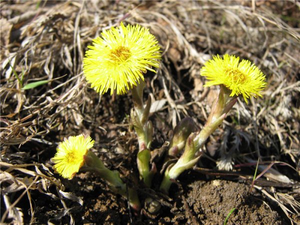 Мать и мачеха цветет