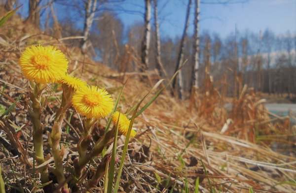 Мать-и-мачеха Уреки