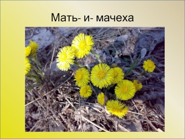 Весна первоцветы мать мачеха