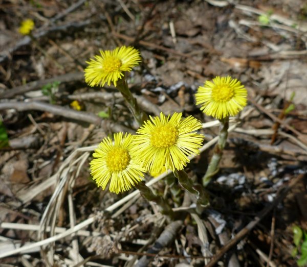 Первоцветы мать-и-мачеха