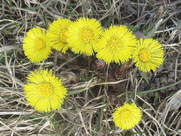 Мать и мачеха Лесная