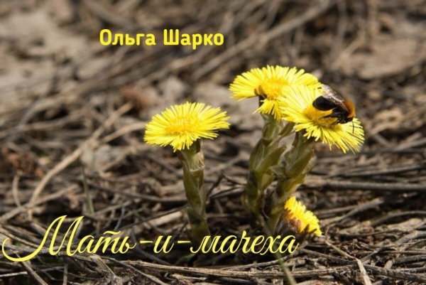 Корневище мать и мачехи