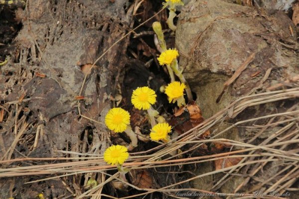 Мать-и-мачеха обыкновенная