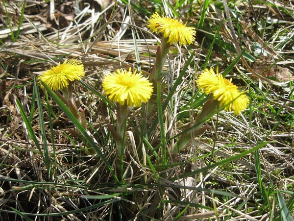 Первоцветы мать-и-мачеха