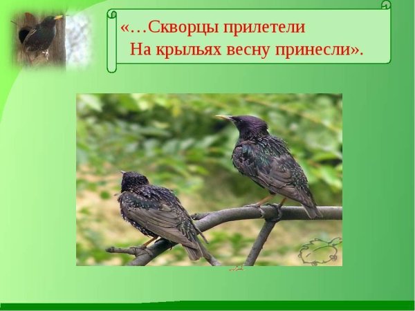 Скворцы прилетели на крыльях весну