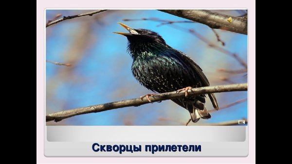 Скворцы прилетели смешные